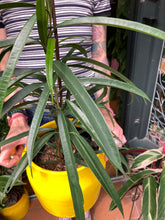 Load image into Gallery viewer, Ficus maclellandii Alii - *Local Delivery or Local Pick Up Only*

