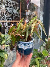 Load image into Gallery viewer, Begonia amphioxus - Elongated Begonia
