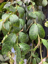 Load image into Gallery viewer, Aeschynanthus marmoratus 15cm Pot - Lipstick Vine
