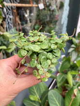 Load image into Gallery viewer, Peperomia prostrata - String of Turtles
