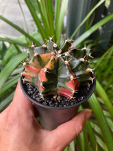 Load image into Gallery viewer, Gymnocalycium mihanovichii Variegata - Oriental Moon Cactus
