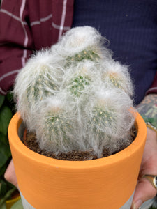 Espostoa melanostele - Peruvian Old Lady
