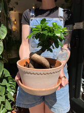 Load image into Gallery viewer, Ficus microcarpa Ginseng - *Local Delivery or Local Pick Up Only*
