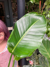 Load image into Gallery viewer, Strelitzia nicolai  - *Local Delivery or Local Pick Up Only*
