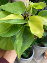 Load image into Gallery viewer, Philodendron scandens Brasil 8.5cm Pot - Sweetheart Philodendron
