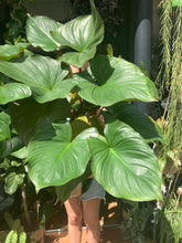 Load image into Gallery viewer, Homalomena rubescens Maggy - *Local Delivery or Local Pick Up Only*
