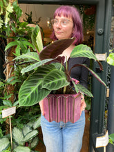 Load image into Gallery viewer, Calathea warscewiczii 14cm Pot - *Local Delivery or Local Pick Up Only*
