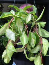 Load image into Gallery viewer, Hoya carnosa Tricolor 14cm Pot - Wax Plant
