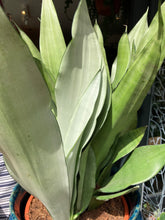 Load image into Gallery viewer, Sansevieria trifasciata Moonshine - *Local Delivery or Local Pick Up Only*
