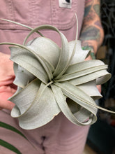 Load image into Gallery viewer, Tillandsia xerographica - Airplant
