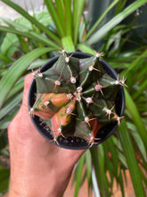 Load image into Gallery viewer, Gymnocalycium mihanovichii Variegata - Oriental Moon Cactus
