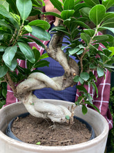 Load image into Gallery viewer, Ficus microcarpa Ginseng 23cm Pot - *Local Delivery or Local Pick Up Only*
