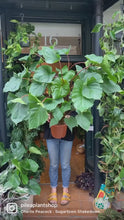 Load and play video in Gallery viewer, Homalomena rubescens Maggy - *Local Delivery or Local Pick Up Only*
