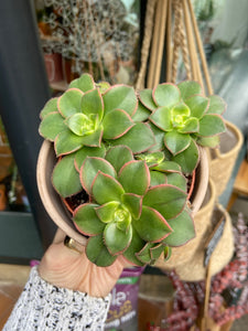 Aeonium tricolor Kiwi / Tree House Leek