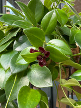 Load image into Gallery viewer, Aeschynanthus Mona Lisa - Lipstick Plant
