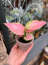 Load image into Gallery viewer, Aglaonema Lucky Red / Chinese evergreen
