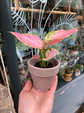 Load image into Gallery viewer, Aglaonema Lucky Red / Chinese evergreen
