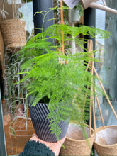 Load image into Gallery viewer, Asparagus setaceus / Asparagus Fern - 12cm Pot
