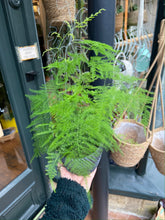Load image into Gallery viewer, Asparagus setaceus / Asparagus Fern - 12cm Pot
