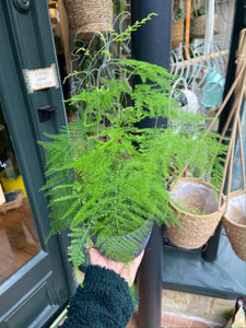 Asparagus setaceus / Asparagus Fern - 12cm Pot