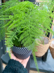 Asparagus setaceus / Asparagus Fern - 12cm Pot