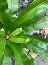 Load image into Gallery viewer, Asplenium antiquum / Japanese Birds Nest Fern
