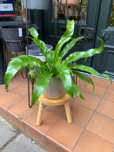Load image into Gallery viewer, Asplenium antiquum / Japanese Birds Nest Fern
