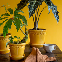 Load image into Gallery viewer, Copenhagen Yellow Glazed Plant Pots - *Local Delivery or Local Pick Up Only*
