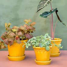 Load image into Gallery viewer, Copenhagen Yellow Glazed Plant Pots - *Local Delivery or Local Pick Up Only*

