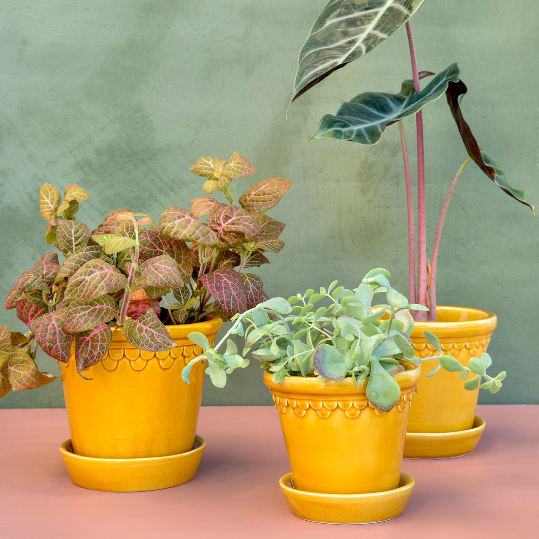 Copenhagen Yellow Glazed Plant Pots - *Local Delivery or Local Pick Up Only*