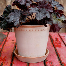 Load image into Gallery viewer, Helena Rose Plant Pots - *Local Delivery or Local Pick Up Only*

