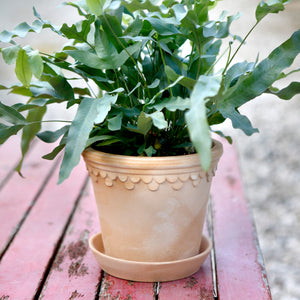 Copenhagen Rose Plant Pots - *Local Delivery or Local Pick Up Only*