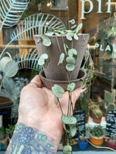 Load image into Gallery viewer, Ceropegia woodii / String of Hearts - 8.5cm Pot
