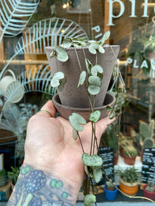 Ceropegia woodii 8cm Pot - String of Hearts