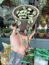 Load image into Gallery viewer, Ceropegia woodii 8cm Pot - String of Hearts
