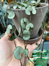 Load image into Gallery viewer, Ceropegia woodii / String of Hearts - 8.5cm Pot
