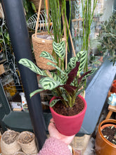 Load image into Gallery viewer, Ctenanthe burle marxii - Prayer Plant

