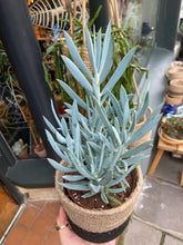 Load image into Gallery viewer, Curio ficoides &#39;Mount Everest&#39;  - Skyscraper Senecio
