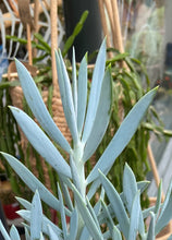 Load image into Gallery viewer, Curio ficoides &#39;Mount Everest&#39;  - Skyscraper Senecio
