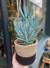 Load image into Gallery viewer, Curio ficoides &#39;Mount Everest&#39;  - Skyscraper Senecio
