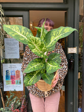 Load image into Gallery viewer, Dieffenbachia Mars - *Local Delivery or Local Pick Up Only*
