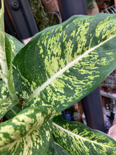 Load image into Gallery viewer, Dieffenbachia Mars - *Local Delivery or Local Pick Up Only*
