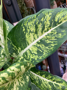 Dieffenbachia Mars - *Local Delivery or Local Pick Up Only*