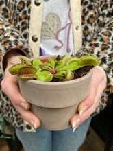 Load image into Gallery viewer, Dionaea muscipula / Venus Fly Trap
