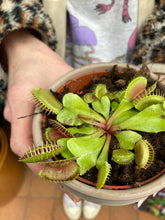 Load image into Gallery viewer, Dionaea muscipula / Venus Fly Trap
