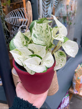 Load image into Gallery viewer, Epipremnum aureum Happy Leaf - Manjula Pothos
