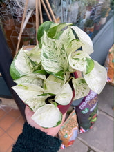 Load image into Gallery viewer, Epipremnum aureum Happy Leaf - Manjula Pothos
