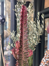 Load image into Gallery viewer, Euphorbia trigona Rubra- *Local Delivery or Local Pick Up Only*
