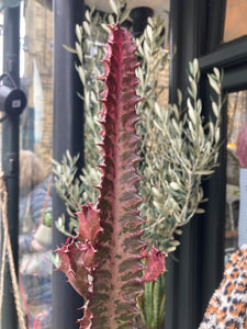 Euphorbia trigona Rubra- *Local Delivery or Local Pick Up Only*