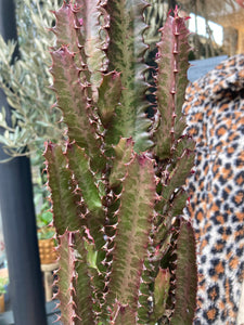 Euphorbia trigona Rubra- *Local Delivery or Local Pick Up Only*